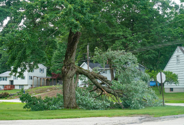 Idylwood, VA Tree Service Company